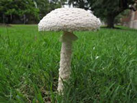 single mushroom