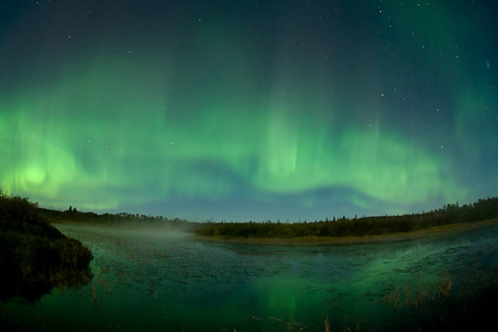 Green and blue northern lights light up the night sky with dark trees in the background.