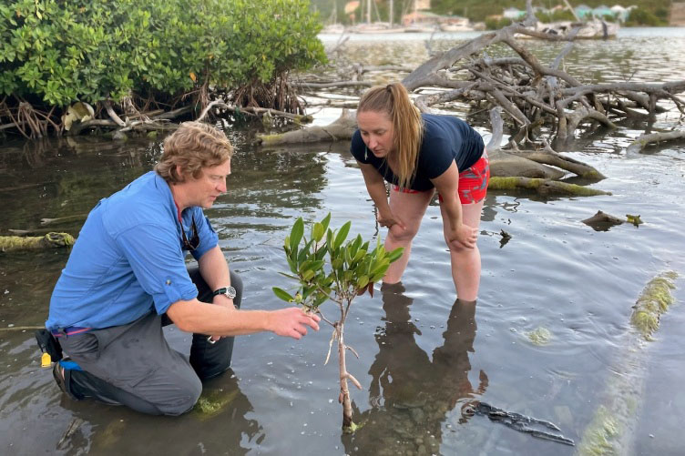 Two people in the water observing a young mangrove tree.