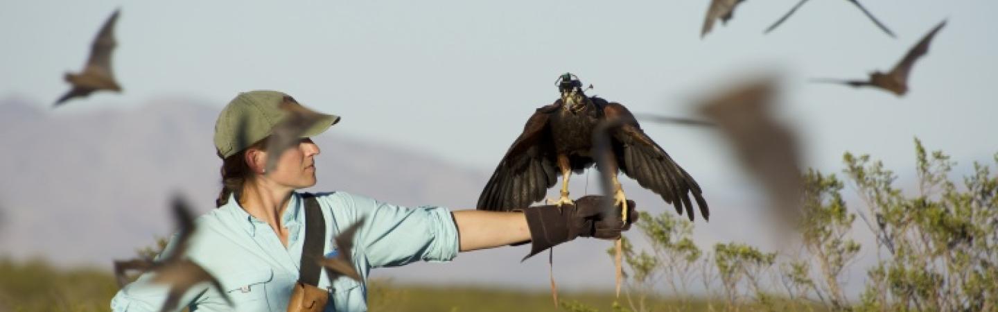 Photo of woman with hawk perched on hand surrounded by bats. 
