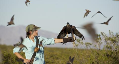 Photo of woman with hawk perched on hand surrounded by bats. 