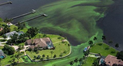 Cyanobacteria in Stuart Marina, FL