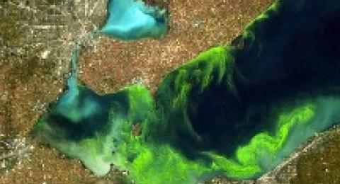 Cyanobacteria, National Geographic