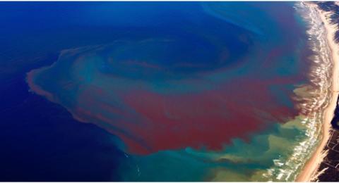 Red Tide off Florida Coast