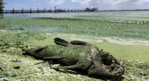 Cyanobacteria in St. Lucie River in Stuart, FL