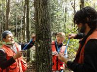 researchers taking forest measurements