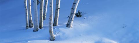 birch trees in snow