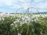 field of flowers