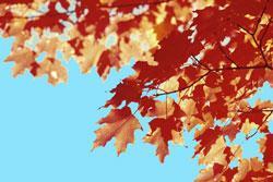 a maple tree in autumn