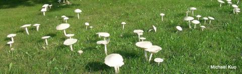 Lawn view with mushrooms