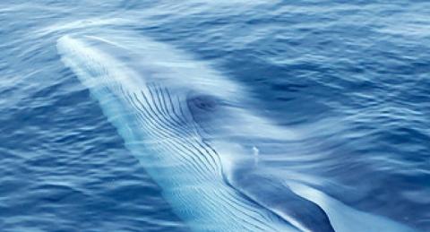 Photo of whale in the ocean looking up.