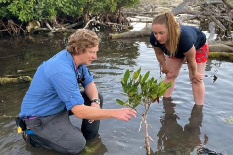 Photo of two researchers standing in shallow water planting a small mangrove tree.