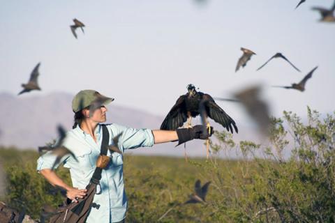 Researcher with hawk on her hand with bats flying all around. 