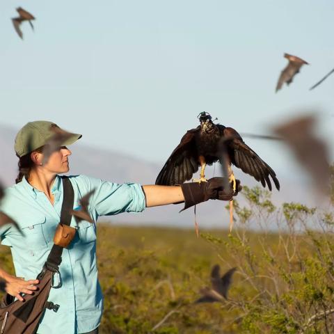 Image of researcher with hawk on hand and bats circling in field.