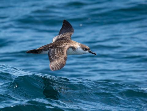 greater shearwater from AR103