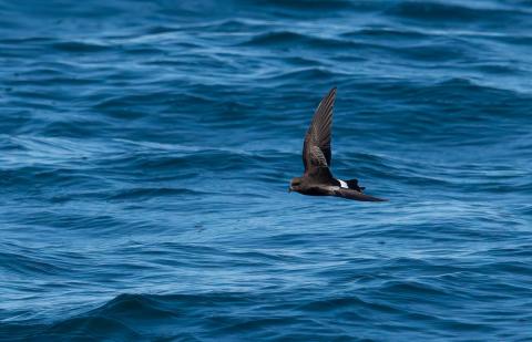 Wilson’s storm-petrel sighted off AR103