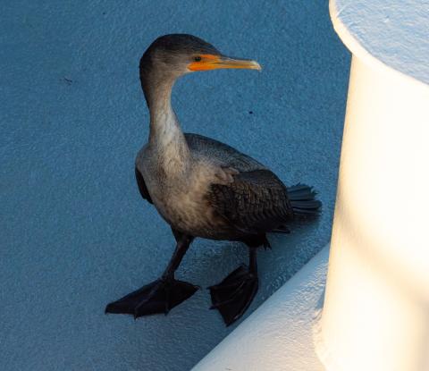 double-crested cormorant on deck of AR103