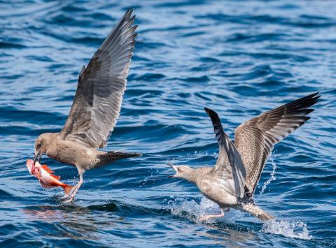 epic gull battle off AR103