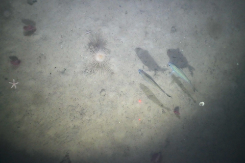 Jeffrey's Ledge seafloor