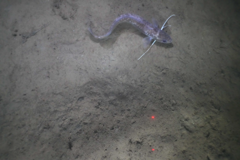 red hake on Gulf of Maine seafloor