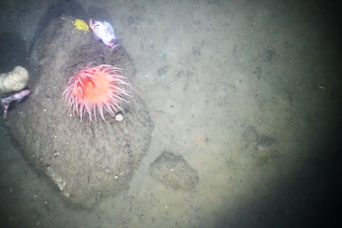 Gulf of Maine boulder habitat