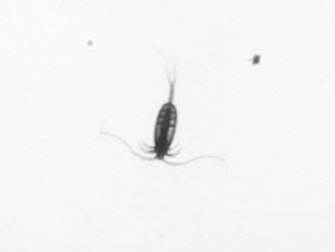 copepod during a ZIPPER tow on AR103