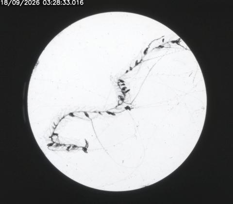 siphonophore chain on AR103