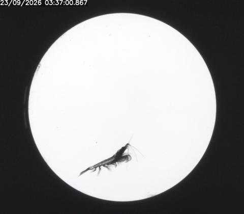 krill on AR103