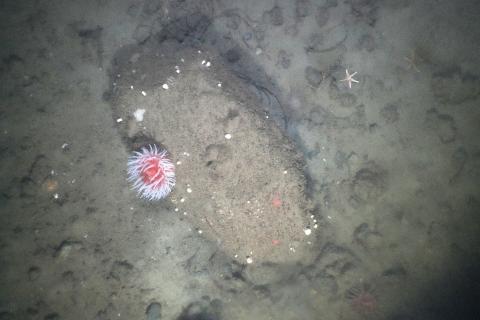 SEABOSS at depth on AR103