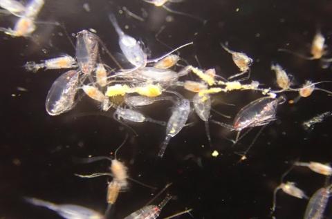 copepods from small ring net on AR013