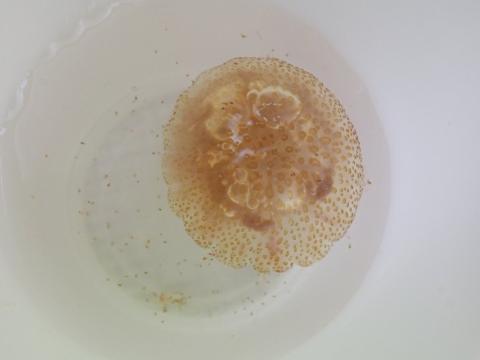 jellyfish on AR103
