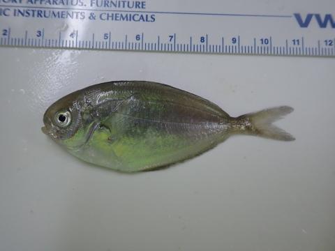 juvenile butterfish on AR103