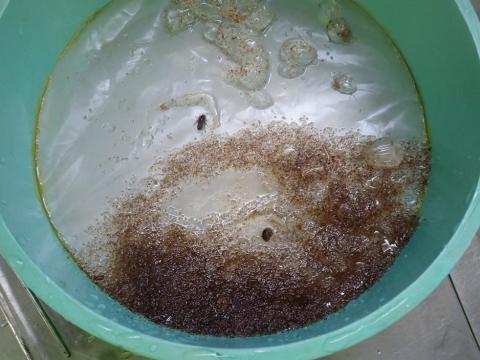 sieve of contents of small ring net on AR103