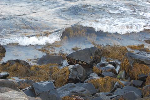 A rocky shoreline with seaweed and small shallow waves breaking over. 