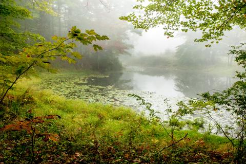 Foggy morning by a pond with green trees and grass framing the shot.